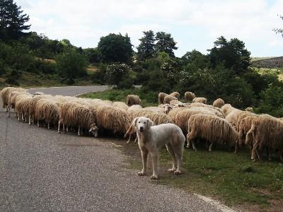 SHEPHERDS IN BARBAGIA