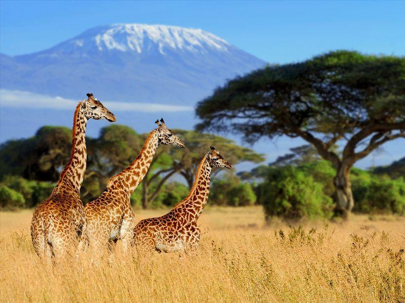 Leoni nella Savana di Masai Mara